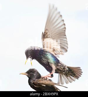 Starlings in flight, fighting over Mealworms. Stock Photo