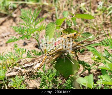 A grasshopper (locust) sitting on a weed. Stock Photo