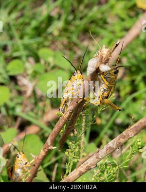 two grasshoppers (locusts) and snails on a thin branch. Stock Photo