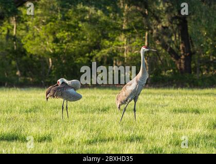 A pair of sandhill cranes standing in a pasture.  One is cleaning its wings, the other is watching the camera. Stock Photo