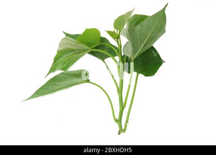 close up on sweet potato leaves Stock Photo