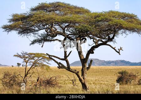 Umbrella tree; Acacia tortilis; African icon; nature scene; twisted branches; thorns; black & white, Serengeti National Park; Tanzania; Africa Stock Photo