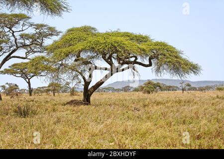 Acacia tortilis; African icon; Umbrella tree, zebras grazing, nature, landscape, scene, Serengeti National Park,Tanzania, Africa Stock Photo