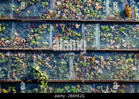 Old glass panel with ivy growing behind it as background Stock Photo