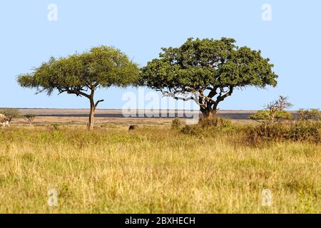Acacia tortilis; African icon; Umbrella tree; Kigelia africana, sausage tree, deciduous, savanna, landscape, nature, scene, Serengeti National Park; T Stock Photo