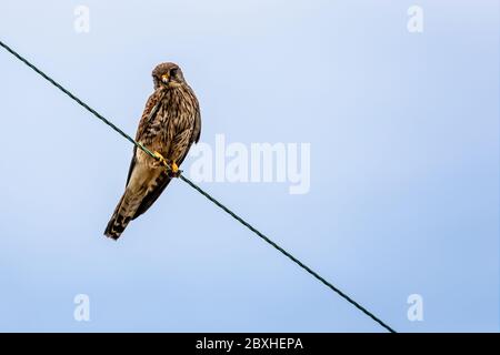 Close up of Kestrel - bird of prey - perched on wire against light blue sky Stock Photo