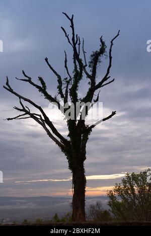 A lone tree stands silhouetted against the sky at sunset with blue clouds in the background and orange sunlight on the horizon. Stock Photo