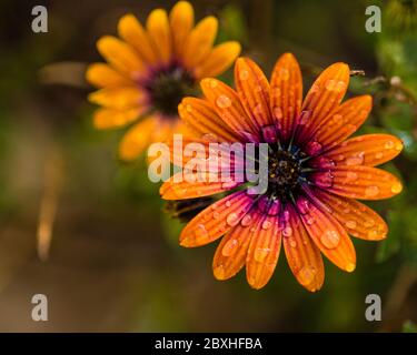 African Daisy, Osteospermum 'Purple Sun', with water droplets, Flowering purple sun daisy Stock Photo