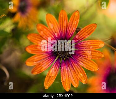 African Daisy Flower, Osteospermum 'Purple Sun', in bloom, purple and orange flower Stock Photo