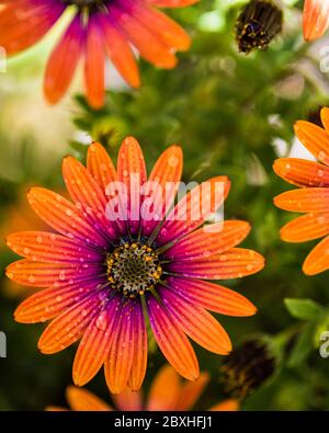 Close up of african Daisy, purple sun, Osteospermum, orange and pinky purple daisy with water drops Stock Photo