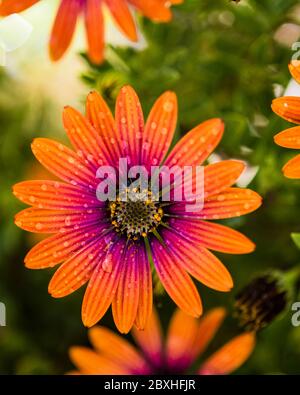 Close up of african Daisy, purple sun, Osteospermum, orange and pinky purple daisy with water drops Stock Photo