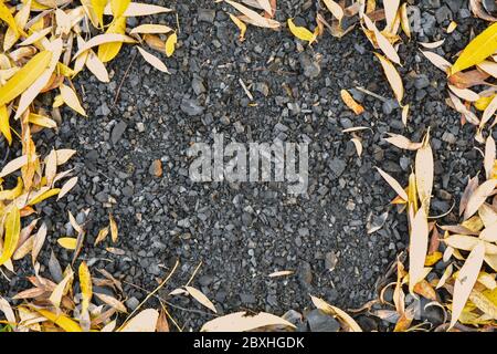 Remains of Campfire in nature in fallen leaves frame. Burnt black wood small pieces from fireplace surrounded by fallen leaves on ground Stock Photo
