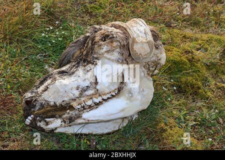 Musk ox skull lies in tundra grass on the coast of northern Greenland. Stock Photo