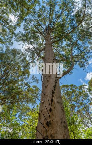 The Gloucester Tree, a giant Karri tree (Eucalyptus diversicolor) formerly  a fire lookout, Gloucester National Park, Pemberton, Western Australia Stock Photo