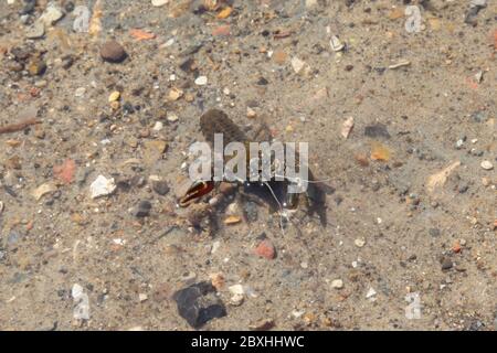 An Invasive American Signal Crayfish sticks its head out of the water in the River Mole, Leatherhead, Surrey, UK, Summer 2020 Stock Photo