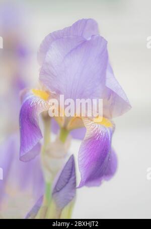 Purple Iris taken with a large aperture for a dreamy look Stock Photo