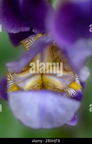 Purple Iris taken with a large aperture for a dreamy look Stock Photo