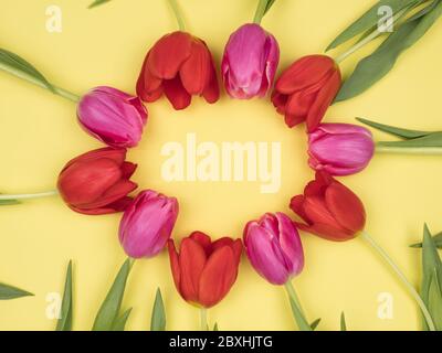 Festive tulips on a yellow background. Stock Photo