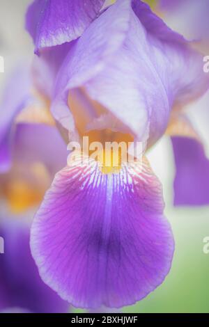 Purple Iris taken with a large aperture for a dreamy look Stock Photo