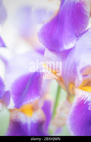 Purple Iris taken with a large aperture for a dreamy look Stock Photo