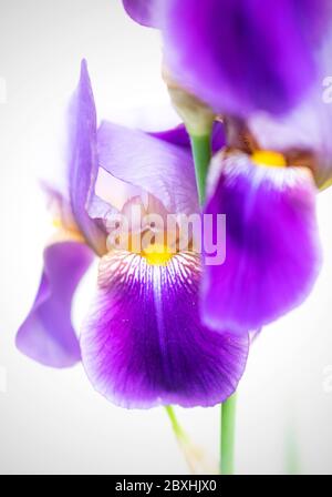 Purple Iris taken with a large aperture for a dreamy look Stock Photo