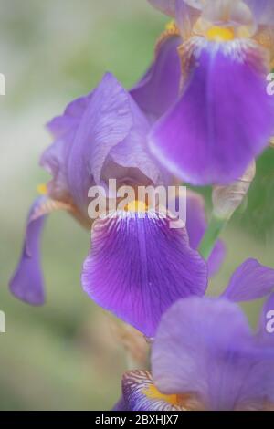 Purple Iris taken with a large aperture for a dreamy look Stock Photo