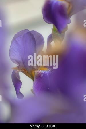 Purple Iris taken with a large aperture for a dreamy look Stock Photo