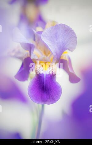 Purple Iris taken with a large aperture for a dreamy look Stock Photo