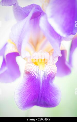 Purple Iris taken with a large aperture for a dreamy look Stock Photo