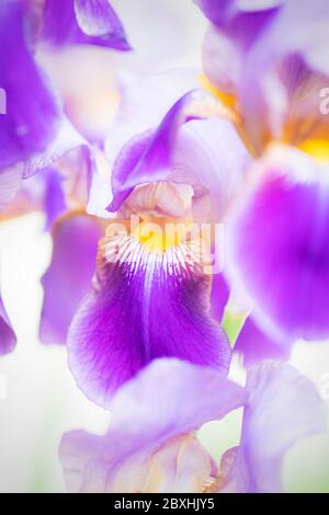 Purple Iris taken with a large aperture for a dreamy look Stock Photo