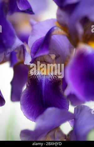 Purple Iris taken with a large aperture for a dreamy look Stock Photo