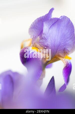 Purple Iris taken with a large aperture for a dreamy look Stock Photo