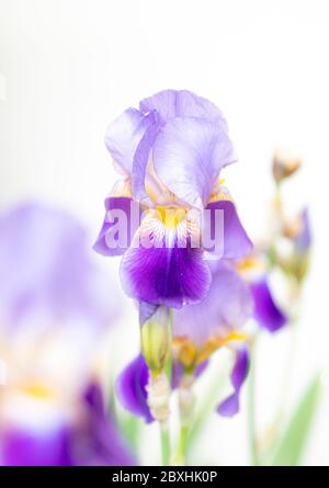 Purple Iris taken with a large aperture for a dreamy look Stock Photo
