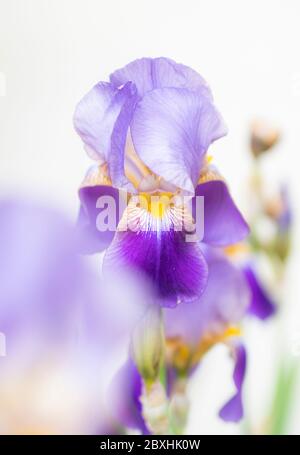 Purple Iris taken with a large aperture for a dreamy look Stock Photo
