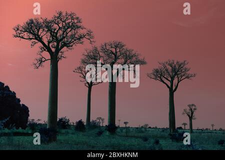 Shown here are  boabab trees in the Zombitse-Vohibasia National Park located in southwestern Madagascar. The sky has been altered to look like sunset. Stock Photo