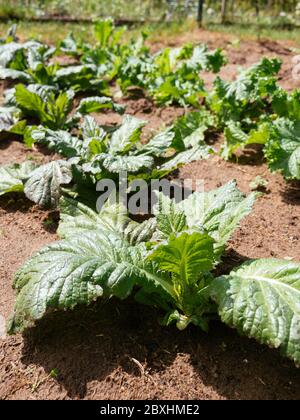 Giant Red Mustard plants in a vegetable garden.