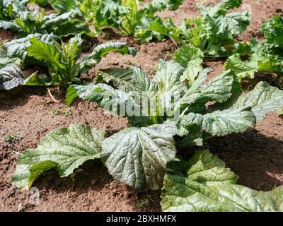 Giant Red Mustard plants in a vegetable garden.