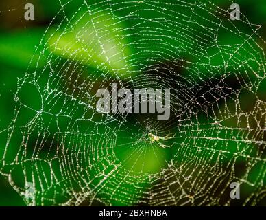 Close up of a spider in its web Stock Photo