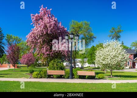 Spring blossoms at the Bethel Heritage Park in Winkler Manitoba, Canada. Stock Photo