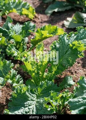 Amsoi 'Southern Giant Curled' (Brassica juncea ssp. Juncea) plants. Stock Photo