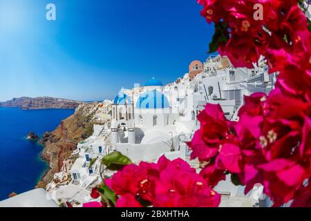 Flowering bougainvillea on the island of Santorini, Greece Stock Photo