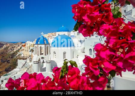 Flowering bougainvillea on the island of Santorini, Greece Stock Photo