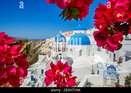 Flowering bougainvillea on the island of Santorini, Greece Stock Photo