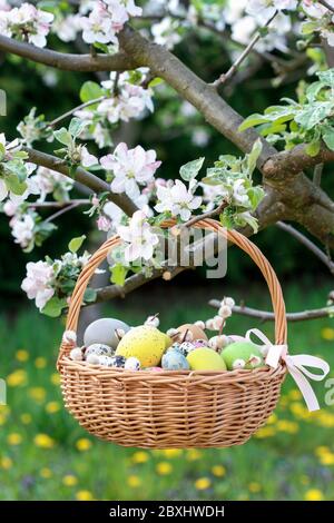 Wicker basket with Easter eggs is hanging on a blooming apple tree branch. Festive decor Stock Photo