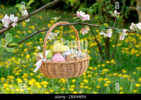 Wicker basket with Easter eggs is hanging on a blooming apple tree branch. Festive decor Stock Photo