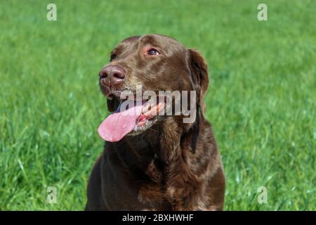 A beautiful chocolate Labrador standing in a field on a hot day with her tongue sticking out Stock Photo