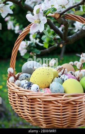 Wicker basket with Easter eggs is hanging on a blooming apple tree branch. Festive decor Stock Photo