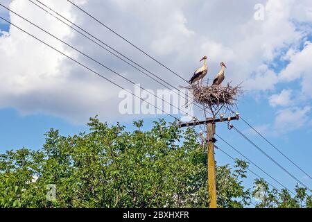 Storks above the pillars of the electric light and power conductors through the village. The nest is basically the work of human hands and placed on a Stock Photo