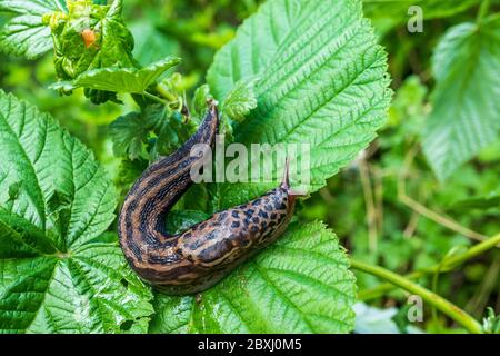 Slug on a green leaf, garden pests Stock Photo