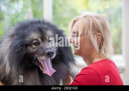 Trimed Wolf Spitz Dog closeup view with blond professional groomer woman in the background. Dog is looking at the camera. Stock Photo